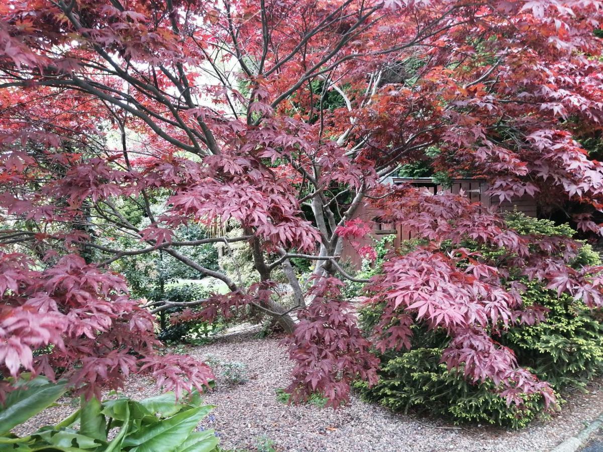 Ashfield Bed & Breakfast Belfast Bagian luar foto
